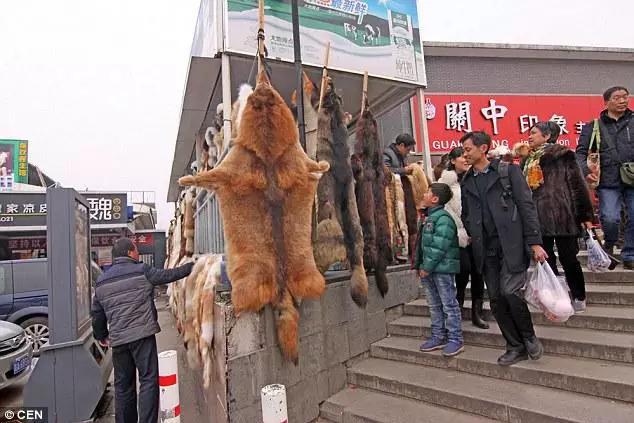 中國每年屠宰200萬隻貓狗做皮草，令人震驚
