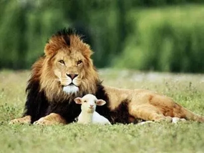 一隻吃素的獅子，讓人類見證『愛與和平』感動全世界