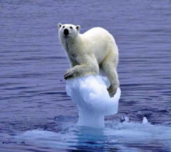 今天北極熊在哭泣，明天末世大洪水已經不遠了！