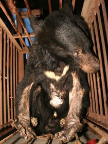 人類的殘忍虐害，使母熊含淚殺子並自殺，救救熊族