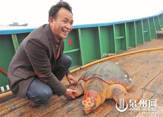 惠安一海龜誤入漁網，漁民拒萬元送其歸海