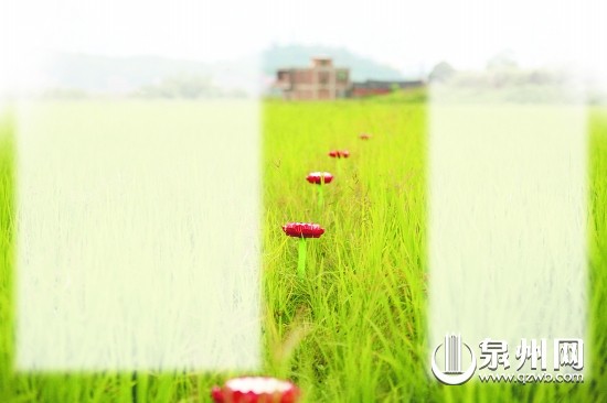 福建某村400畝水稻聽感恩歌、大悲咒後增產15%