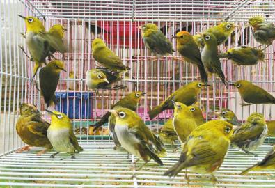 警方查獲鳥市600隻野生鳥 商販稱有人買去放生