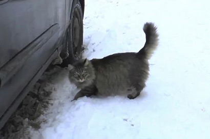 冰天雪地中的感人一幕，流浪貓用身體溫暖棄嬰