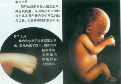 胎兒子宮裡的情形和《佛說入胎經》驚人一致！