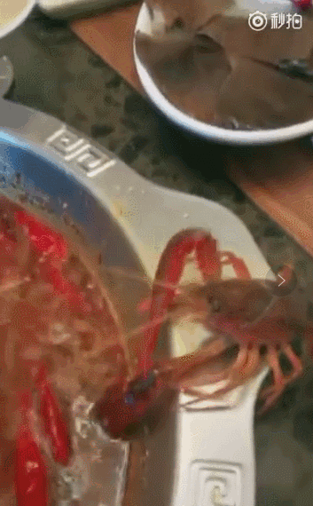 視頻：小龍蝦作揖請求放它一命！