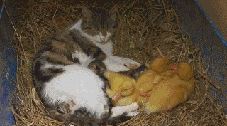 一隻貓，養了一群鴨子