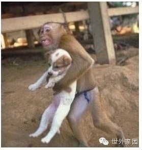 南京爆炸感人一幕：猴子救狗逃命！