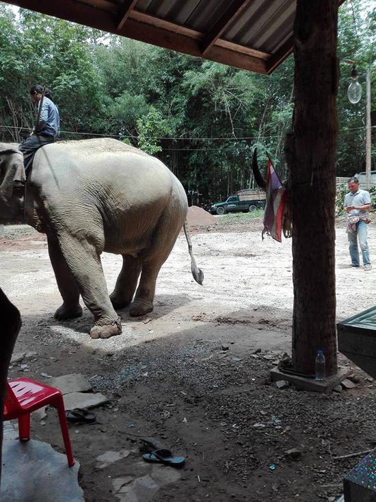 泰國一大象聽說主人遇難  掙脫韁繩在靈柩前流淚跪拜