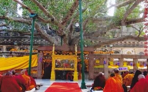 嘎瑪仁波切：佛陀成道處之神聖菩提樹
