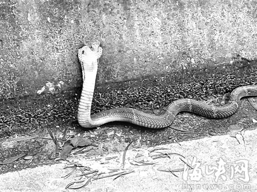 這不是在做善事：福州一縣道現被放生毒蛇，距國小僅500米