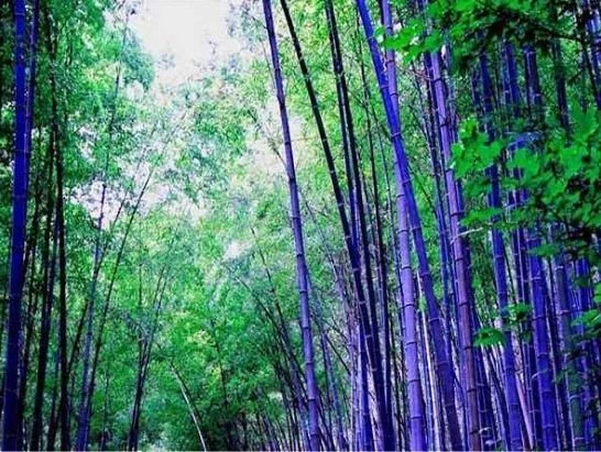 你可知道南海觀世音菩薩普陀山紫竹林，它原來是在這裡拍攝的！