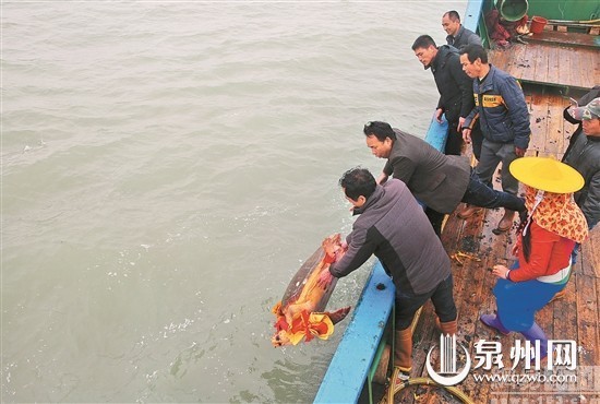 惠安一海龜誤入漁網，漁民拒萬元送其歸海