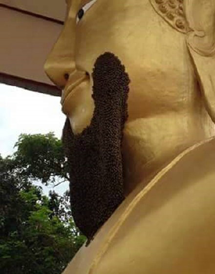 蜜蜂在泰國一座寺廟佛像下巴築巢似「鬍子」