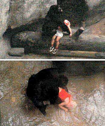 男童墜猩猩園摔暈大猩猩出手相救顯「父愛」