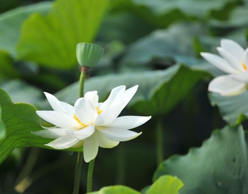 索達吉堪布：怎麼樣做一個居士