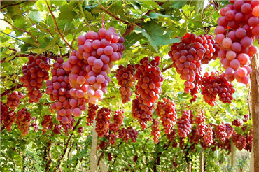 葡萄乾的八大神奇功效