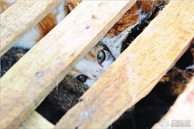 水煮活貓做法滅絕人性