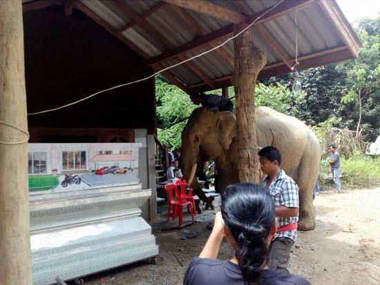 泰國一大象聽說主人遇難  掙脫韁繩在靈柩前流淚跪拜