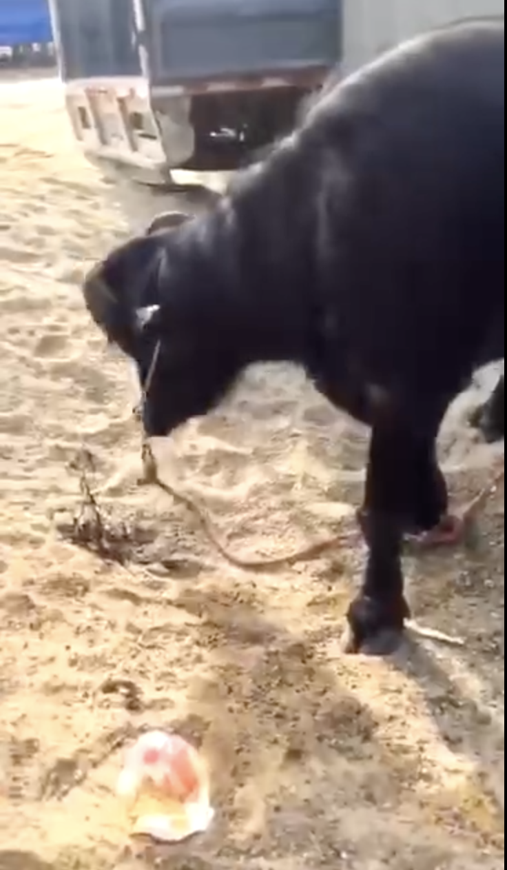 一隻黑牛被殺前下跪求饒