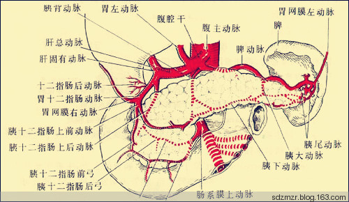 脾衰比腎虛更可怕