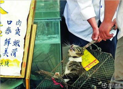 水煮活貓做法滅絕人性 水煮活貓做法滅絕人性