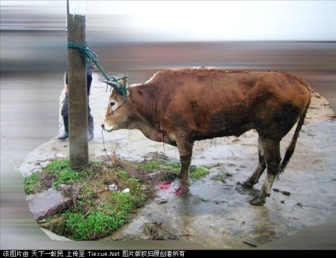 這就是同修們津津樂道的三淨肉，看完心碎了—動物們的悲歌