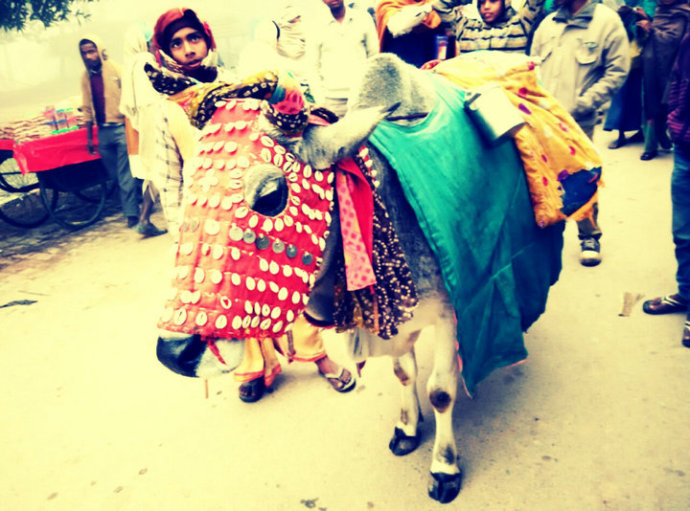 印度朝聖——穿花衣的大白牛和素食自助餐擷影