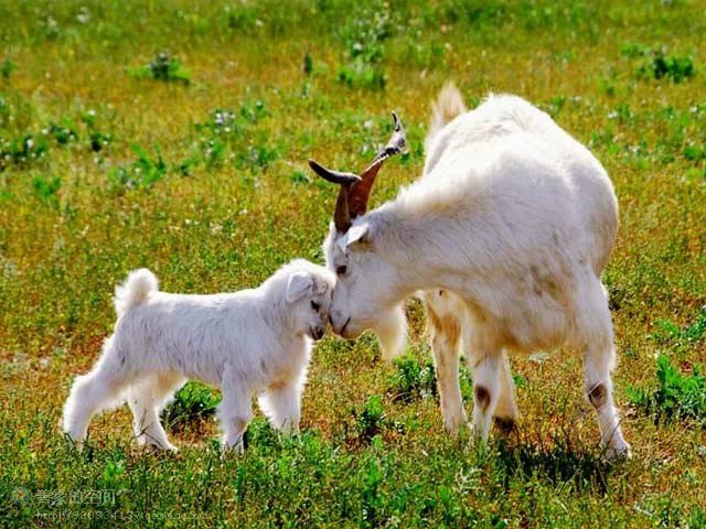 盤點最殘忍的十二大菜餚 盤點最殘忍的十二大菜餚