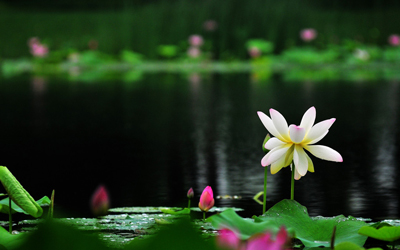 放生功德回向文