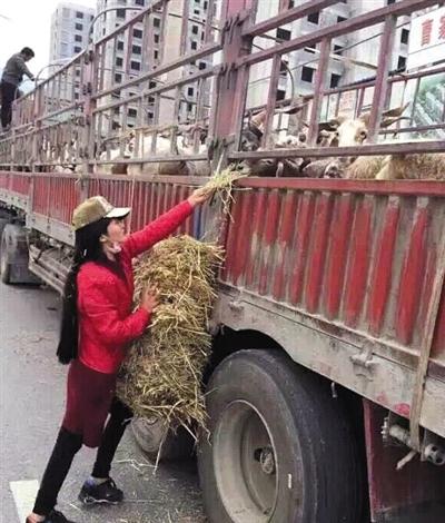 太震撼了！一善女子花510萬買6387隻羊放生