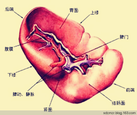 脾衰比腎虛更可怕