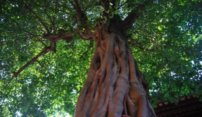 菩提樹，為何被視為「聖樹」？