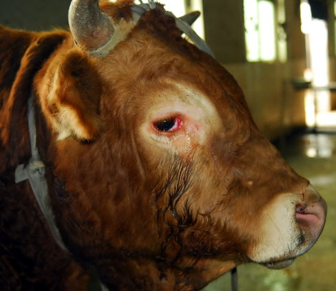 這就是同修們津津樂道的三淨肉，看完心碎了—動物們的悲歌