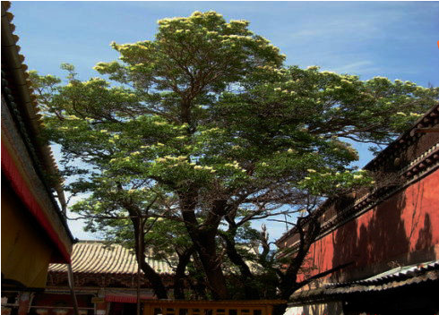 洛桑陀美仁波切：塔爾寺內菩提樹的緣起