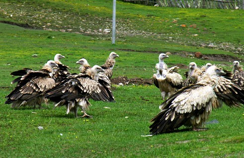 觀美女天葬 嘆人生無常 觀美女天葬 嘆人生無常