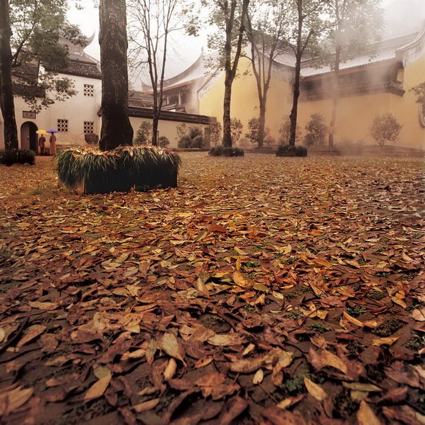 心靈深處的菩提樹，誰是你的有緣人