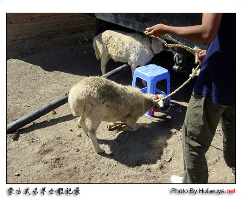 這就是同修們津津樂道的三淨肉，看完心碎了—動物們的悲歌