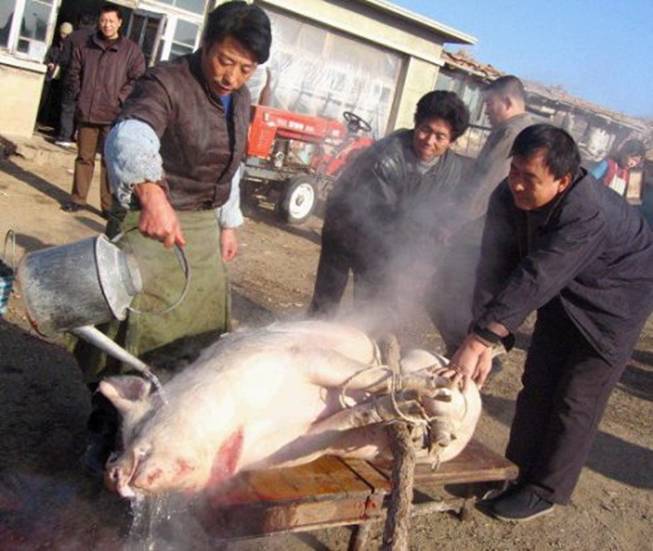 這就是同修們津津樂道的三淨肉，看完心碎了—動物們的悲歌