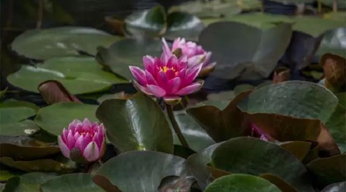 獨尊湛現：要區分正法與邪法