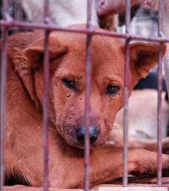 這就是同修們津津樂道的三淨肉，看完心碎了—動物們的悲歌