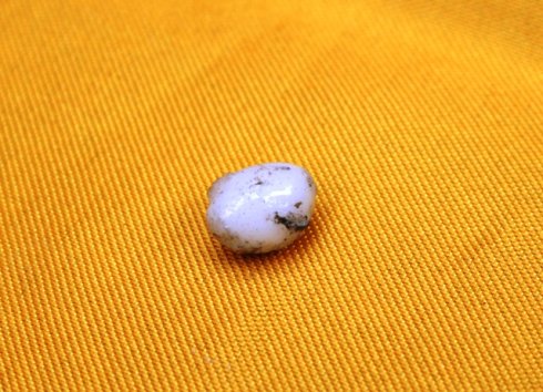 百年高僧之：紫竹林中觀自在的常明老和尚