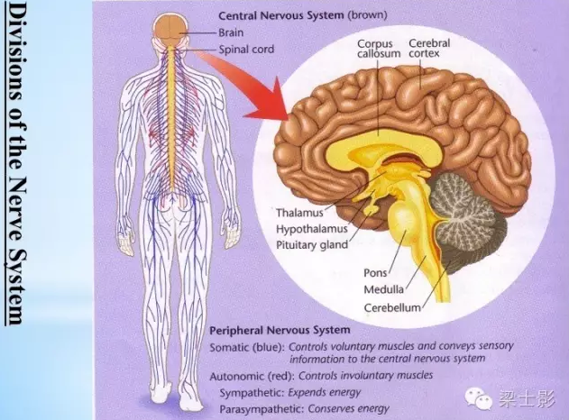 佛教禪修可以改變一個人的大腦