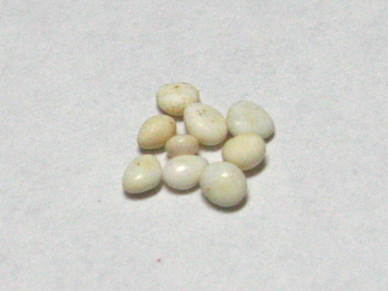 近代淨土宗高僧（廣欽老和尚真身舍利子）鑑賞頂禮