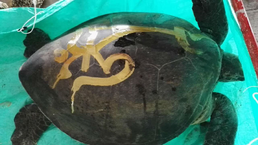 學佛網2月10日汕尾海鮮大放生圖片紀實，請進來隨喜和回向