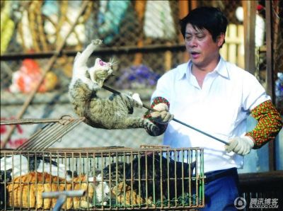 水煮活貓做法滅絕人性 水煮活貓做法滅絕人性