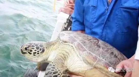 他救了只流淚磕頭的海龜，沒想16年後這隻海龜做出讓人吃驚的事