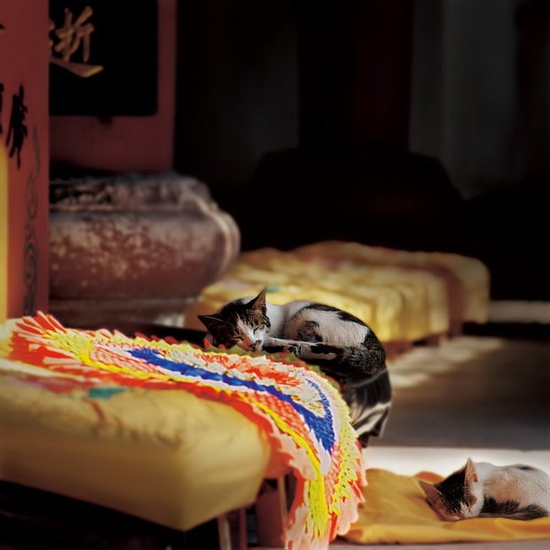 心靈深處的菩提樹，誰是你的有緣人