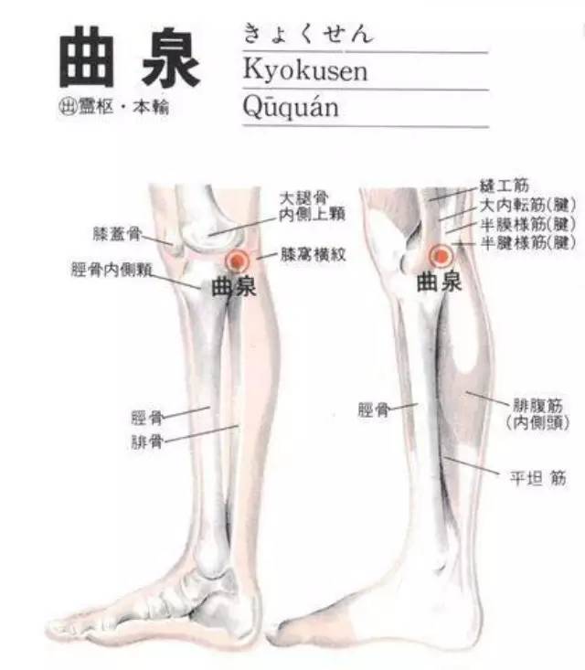 改善頭暈耳鳴，清理腦血管的穴位