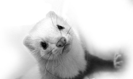 善待動物 不穿毛皮